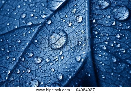 Beautiful Leaf With Drops