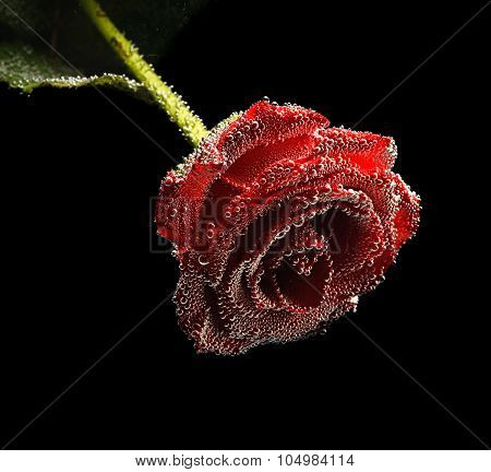 Beautiful Underwater Red Rose