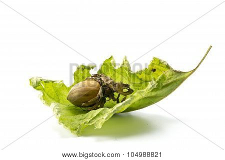 Hazelnut In A Dry Green Leaf Isolated On A White Background