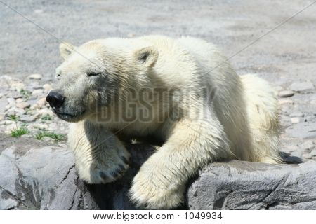 Orso polare 14