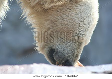 Orso polare 18