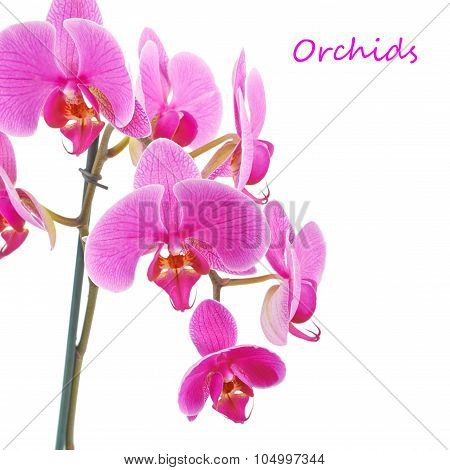 Pink Orchid Flower