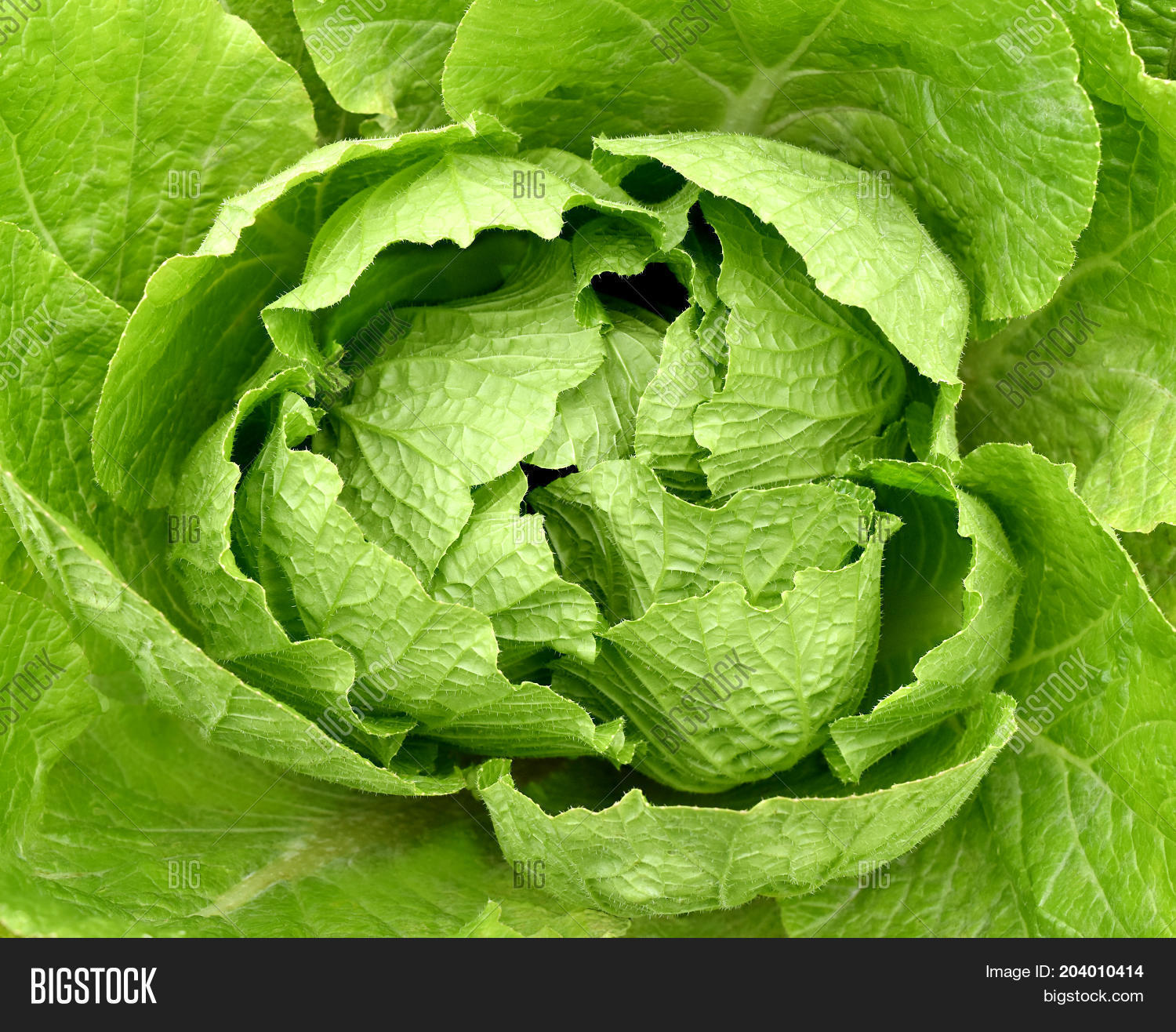 Fresh Green Salad Head Image & Photo (Free Trial) Bigstock