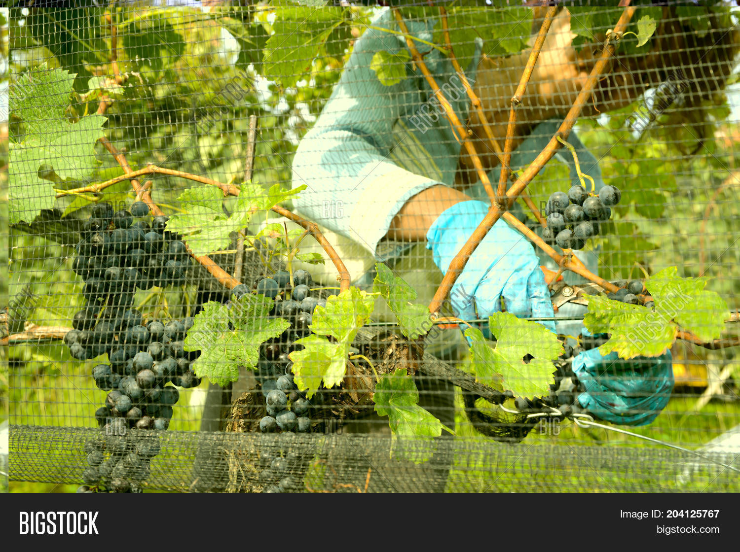 Harvesting Grape On Image & Photo (Free Trial) Bigstock