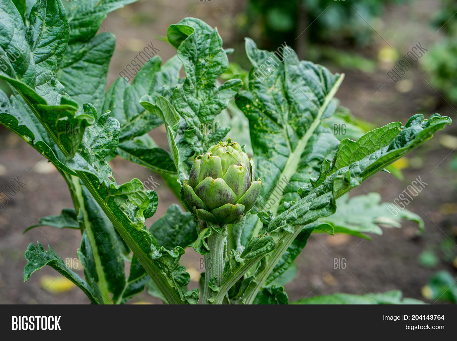 Artichoke Plant Image & Photo (Free Trial) Bigstock