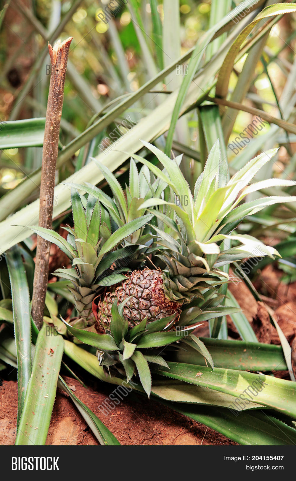 Baby Pineapple Growing Image & Photo (Free Trial) Bigstock
