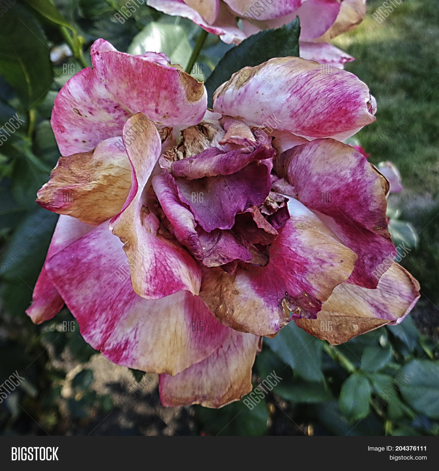 Withered Rose. Garden Image & Photo (Free Trial) | Bigstock