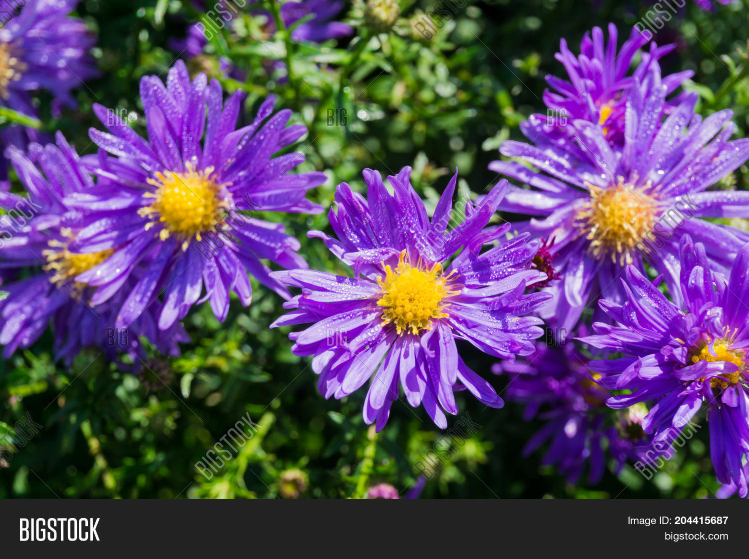 Close Beautiful Aster Image & Photo (Free Trial) Bigstock