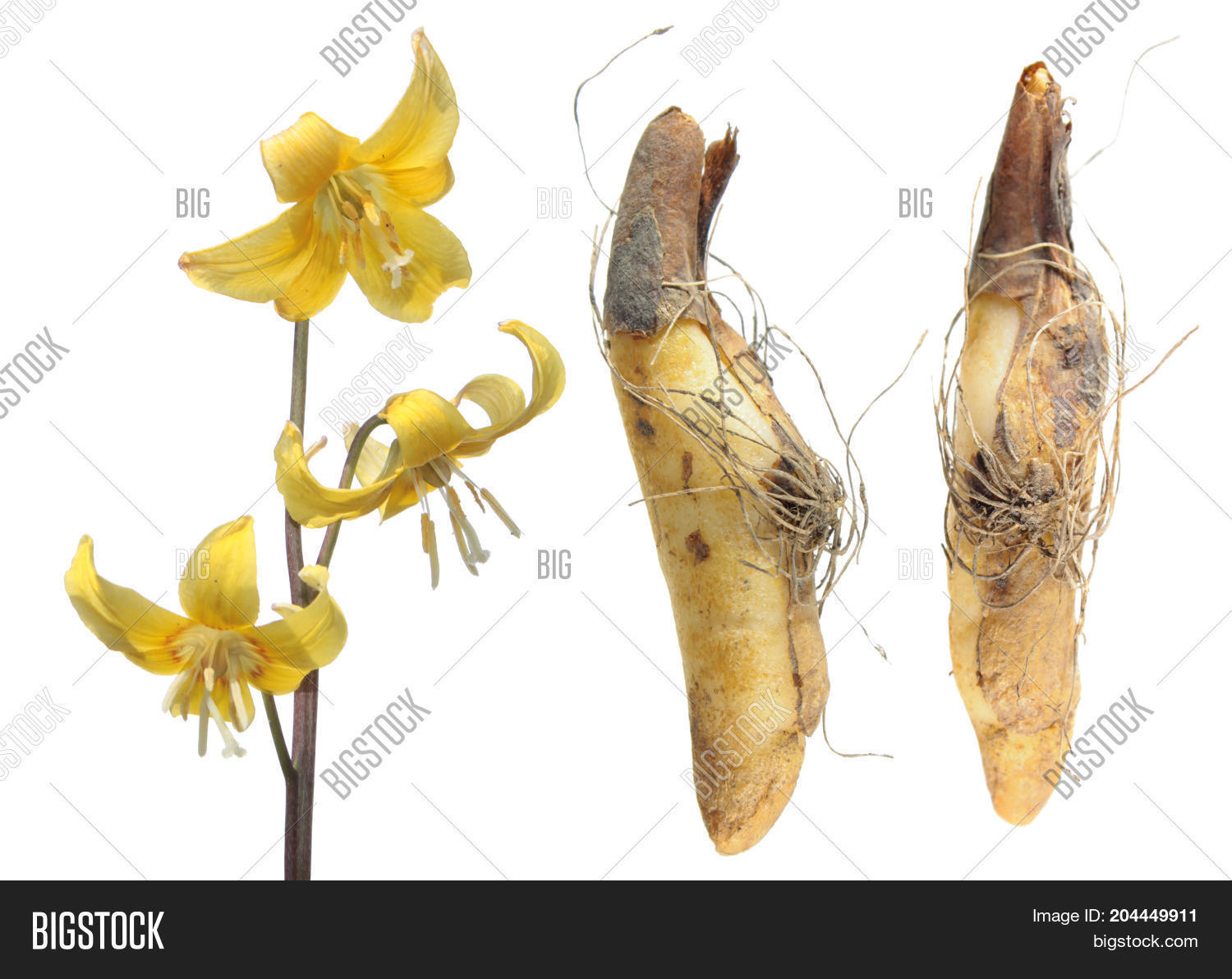 Bulb Yellow Flower Image & Photo (Free Trial) Bigstock