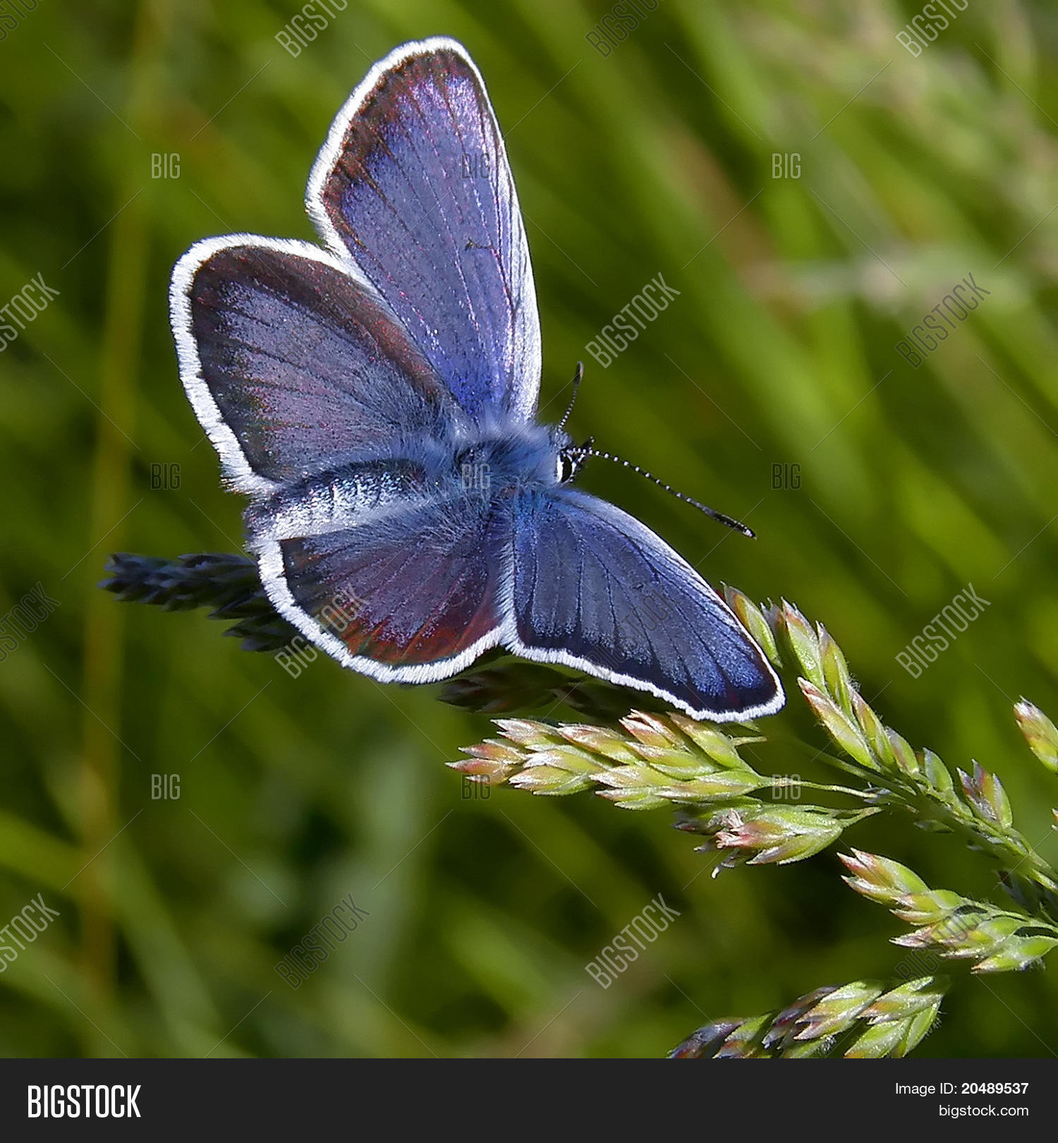 Blue Copper Butterfly Image & Photo (Free Trial) Bigstock