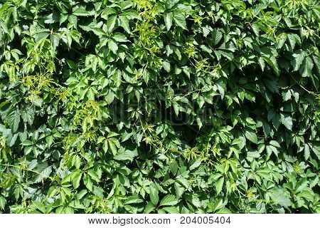 Green leafage of Virginia creeper in summer