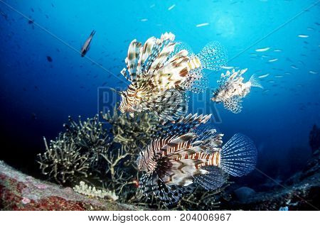 Tree Common Lionfish (pterois miles) or scorpions fish swimming above coral reefs in clear tropical waters at Boulder City Dive SiteSimilan national park north andaman Thailand.