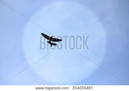 Sea-eagle and crow birds fly together against the white clouds and blue sky