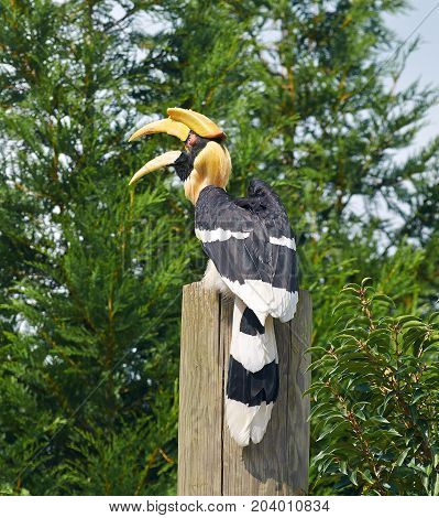 Portrait of Great hornbill (Buceros bicornis) close up.