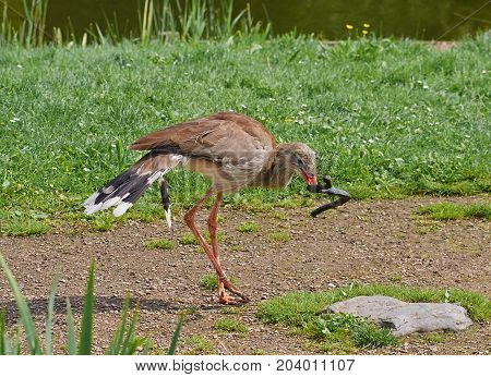 Red legged seriema bird (Cariama cristata) kills a snake.