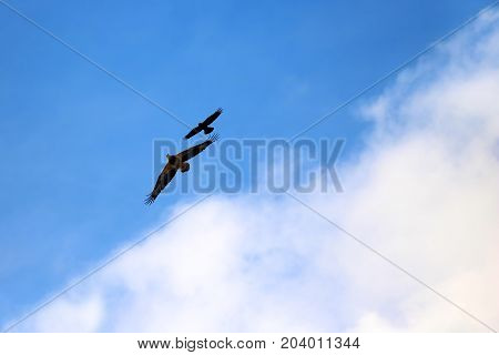 Sea-eagle and crow birds fly together against the white clouds and blue sky