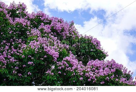 Lagerstroemia Indica Flowers Blooming In Spring