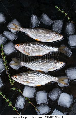 Roach fish or rutilus fish on black metal background with pieces of ice