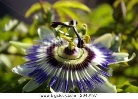 Passionsblomst