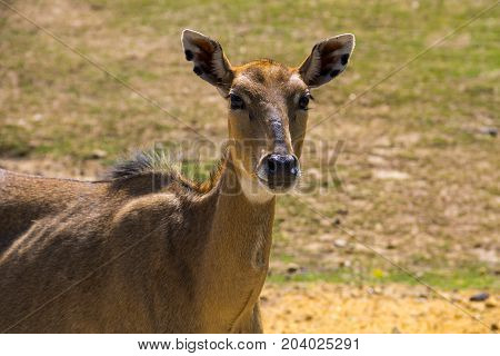 Nilgai Or Blue Bull (boselaphus Tragocamelus)
