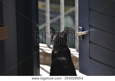 Black domestic cat sitting in the doorpost, looking outside