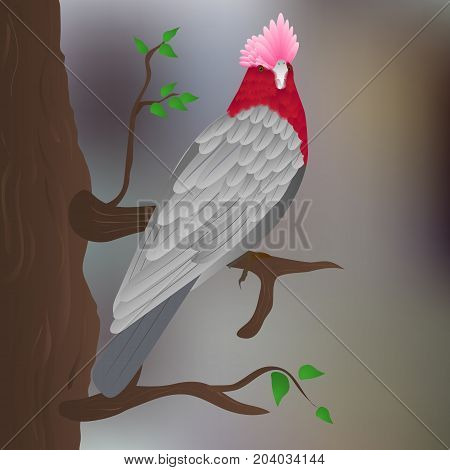 rose-breasted cockatoo on the tree colorful background