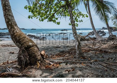 Palm trees near the beach in San Pedrillo Costa Rica
