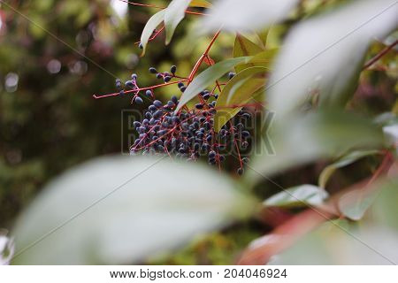 A small tree with black fruits in the forest