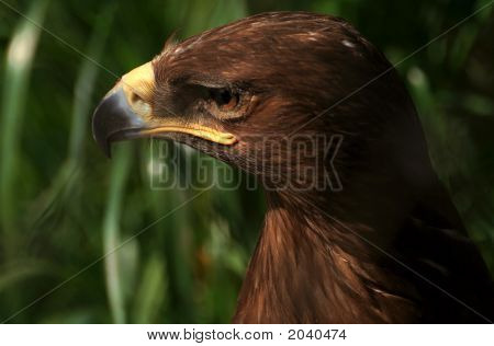 Eagle Bird