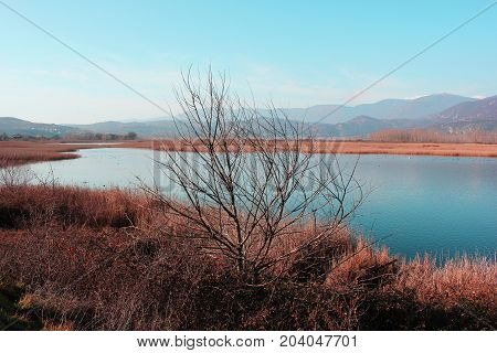 A tree next to the lake of Agra Edessa Greece Europe