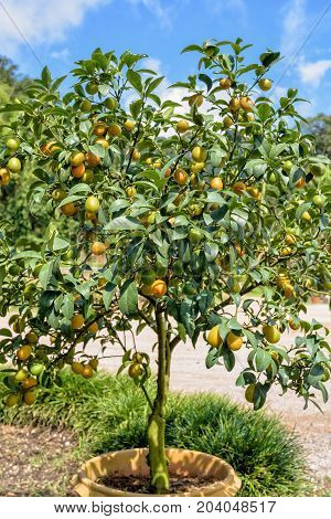 Orange fruits on the tree of Oval Kumquat or Fortunella Margarita with green leaves in the pot