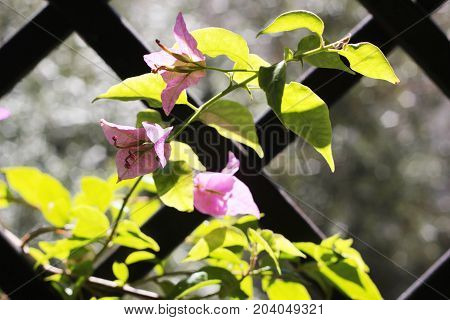 Beauty bougainvillea on fence at the forest