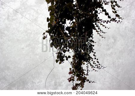 Climbing plant in the waterfalls of Edessa Greece Europe