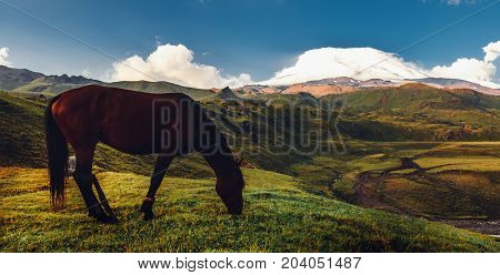 Brown Horse Grazing In Mountain Field Valley On Background Of Mount Elbrus. Rural Countryside Concept