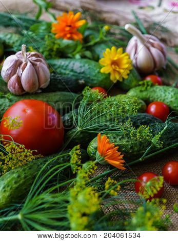 organic vegetables.a set of beet cucumbers dill garlic and tomato.
