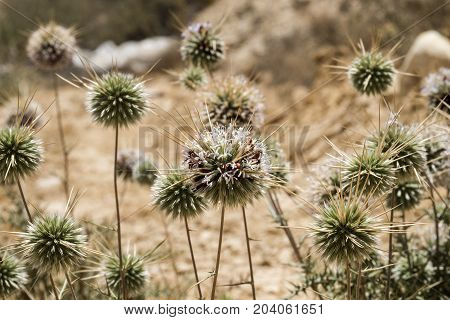 Flowering Globe Thistles with a lot of small red beetles collecting pollen (Echinops adenocaulos)