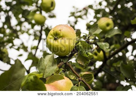 green ripe Apple hanging on a branch