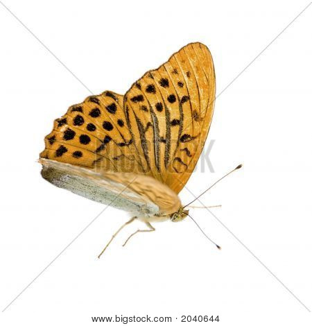 Stříbrný umyl Fritillary motýl