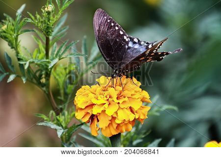 A Spicebush Swallowtail (Papilio polyxenes) Butterfly feeding from an orange marigold flower in the summer sun.