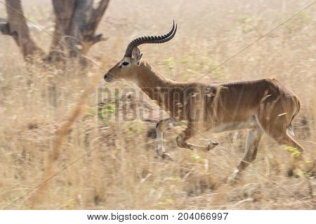 Male antelope kob running amidst high dry grass in Ugandan savannah
