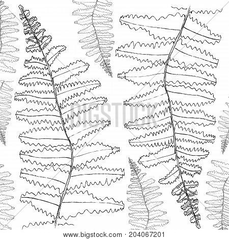 Vector fern silhouette collection. Black isolated prints of fern leaves on the white background.