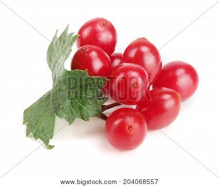 Viburnum berries with leaves isolated on white background.