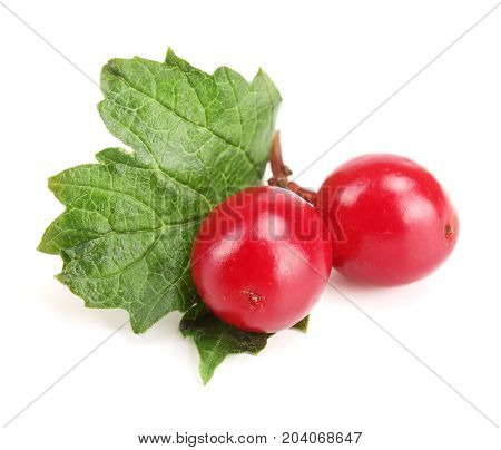 Viburnum berries with leaf isolated on white background.