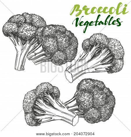Broccoli vegetable set. Detailed engraved. Vintage hand drawn vector illustration realistic sketch.