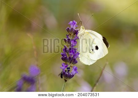 Soft focus butterfly and flower with blurry background macro