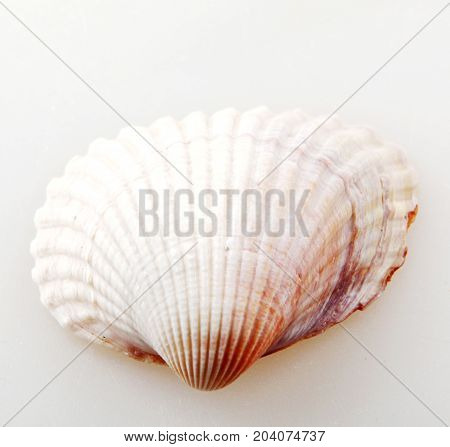 Seashell Isolated On White Color Image Stock Photos