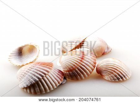 Seashell Isolated On White Color Image Stock Photos