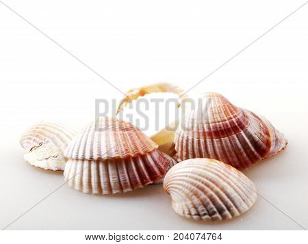 Seashell Isolated On White Color Image Stock Photos