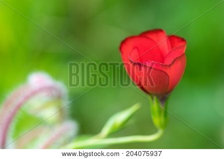 an amazing cmacro shot of a lovely colourful flower.