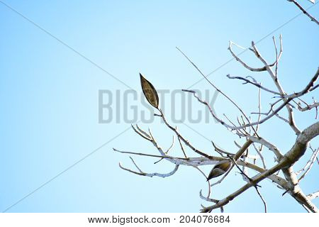 image took of the top of a tree in cuba